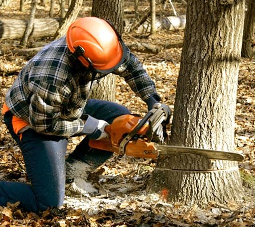 Tree Removal in West Milford, WV